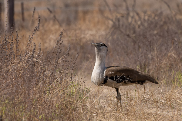 Australian Bustard R5_AS_240727_8923.jpg