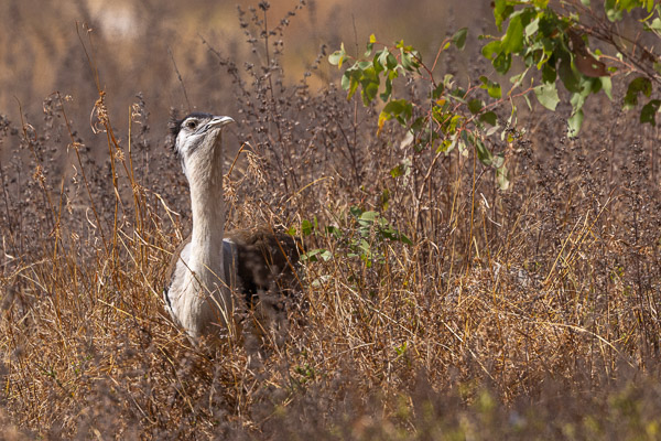 Australian Bustard R5_AS_240727_8951-Bearbeitet.jpg