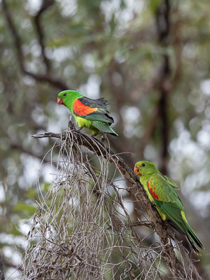 Red-winged Parrot R5_AS_240727_9021.jpg
