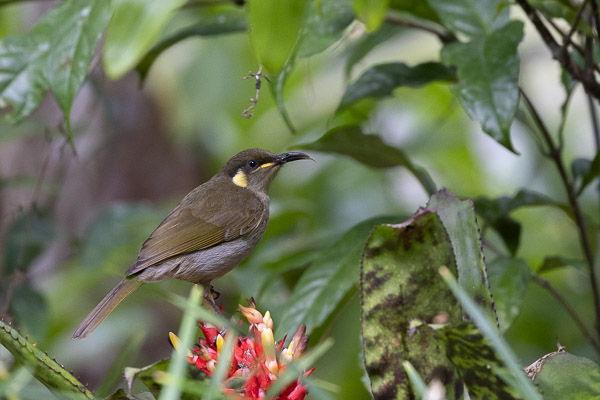 Lewin's Honeyeater R5_AS_240727_9160.jpg