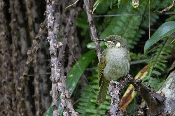 Lewin's Honeyeater R5_AS_240727_9233.jpg