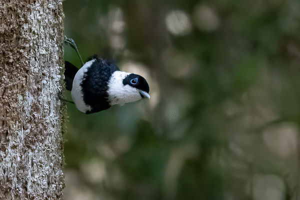 Pied Monarch R5_AS_240728_0055-Bearbeitet-2.jpg
