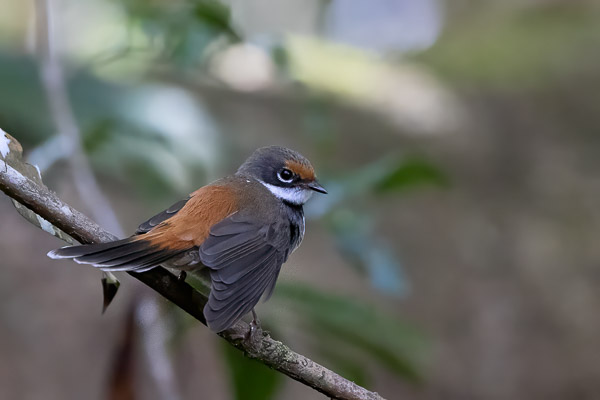 Rufous Fantail R5_AS_240728_0077-Bearbeitet.jpg