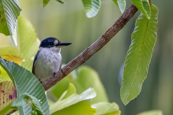Forest Kingfisher R5_AS_240728_9296-Bearbeitet.jpg