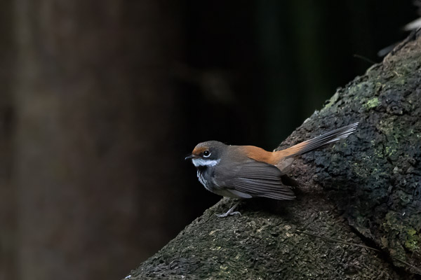 Rufous Fantail R5_AS_240728_9756-Bearbeitet.jpg
