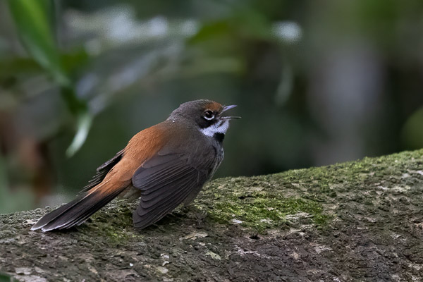 Rufous Fantail R5_AS_240728_9799-Bearbeitet-2.jpg