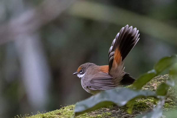 Rufous Fantail R5_AS_240728_9888-Bearbeitet.jpg