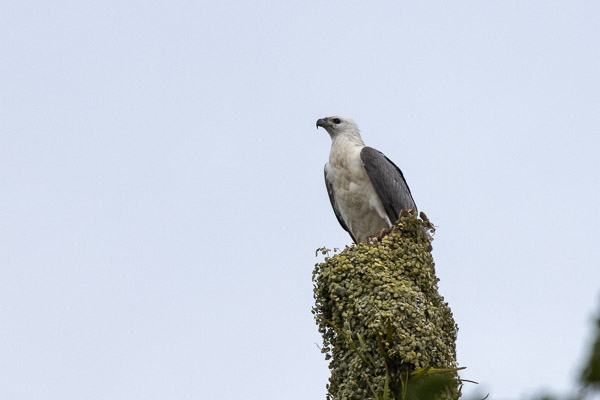 White-bellied Sea-Eagle R5_AS_240730_0269.jpg