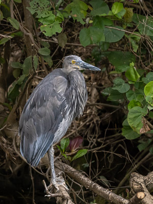 Great-billed Heron R5_AS_240730_0600.jpg