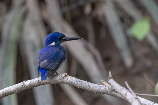 Little Kingfisher R5_AS_240730_0644-Bearbeitet.jpg