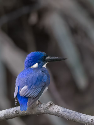 Little Kingfisher R5_AS_240730_0655-Bearbeitet.jpg