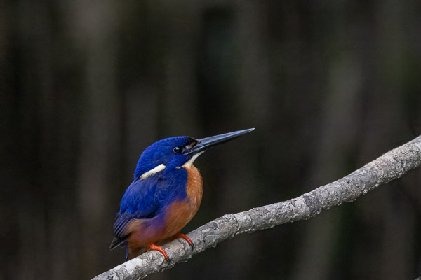 Azure Kingfisher R5_AS_240730_0752-Bearbeitet.jpg