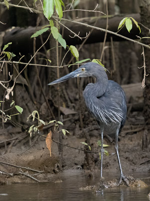 Great-billed Heron R5_AS_240730_0770-Bearbeitet.jpg