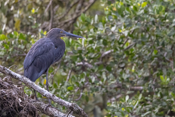 Great-billed Heron R5_AS_240730_0889-Bearbeitet.jpg