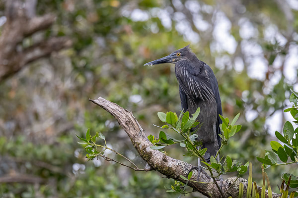 Great-billed Heron R5_AS_240730_1045-Bearbeitet.jpg