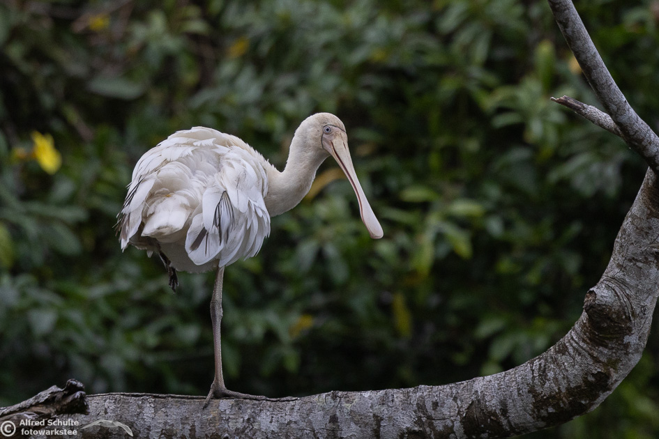 Yellow-billed Spoonbill R5_AS_240730_1212.jpg