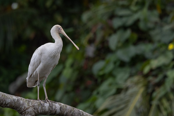 Yellow-billed Spoonbill R5_AS_240730_1288.jpg