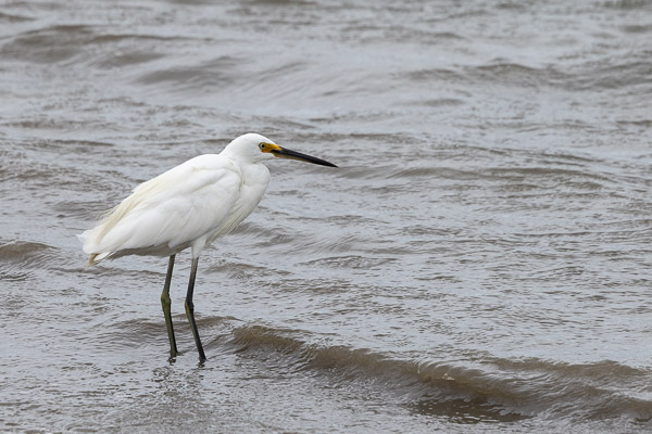 Little Egret R5_AS_240730_1343.jpg
