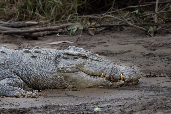 Saltwater Crocodile R5_AS_240731_1431.jpg