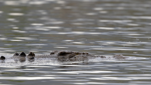 Saltwater Crocodile R5_AS_240731_1452.jpg