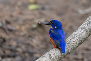Azure Kingfisher R5_AS_240731_1483-Verbessert-RR.jpg