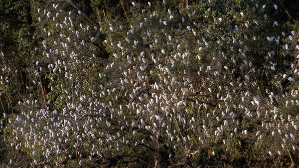 Roosting Cattle Egrets R5_AS_240731_1495.jpg