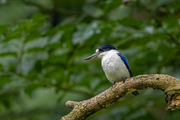 Forest Kingfisher R7_AS_240729_4816-Bearbeitet-Bearbeitet.jpg