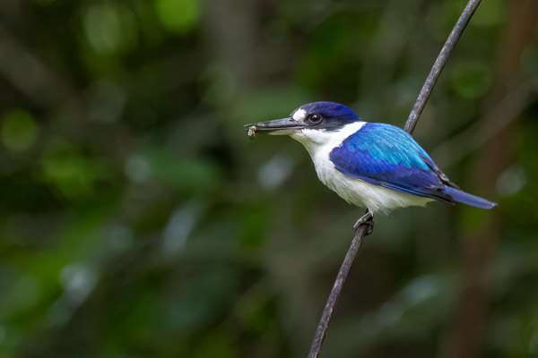 Forest Kingfisher R7_AS_240729_4844-Bearbeitet.jpg