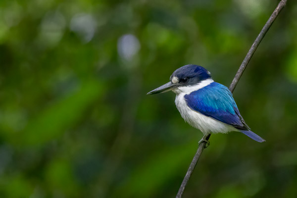 Forest Kingfisher R7_AS_240729_4909-Bearbeitet.jpg