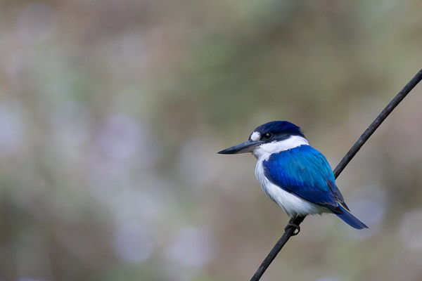 Forest Kingfisher R7_AS_240729_4941-Verbessert-RR.jpg