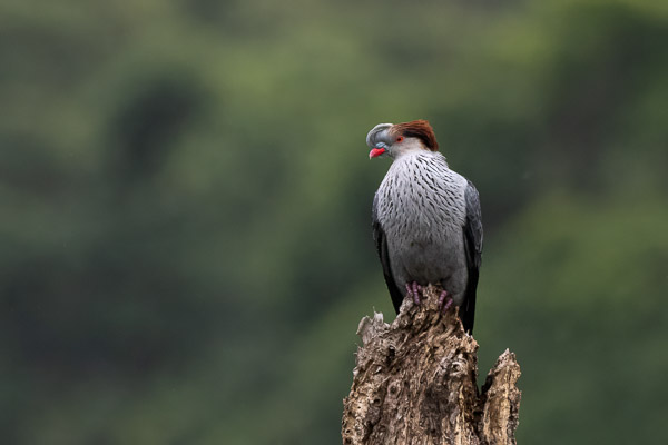 Topknot Pigeon R7_AS_240801_5263-Bearbeitet.jpg