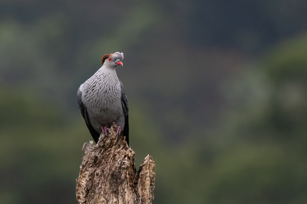 Topknot Pigeon R7_AS_240801_5330-Bearbeitet.jpg