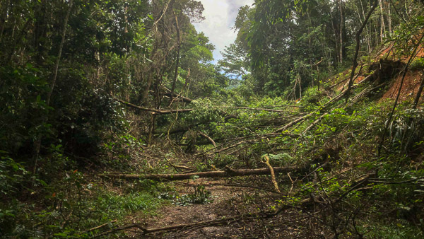 Mt Lewis Road - First Landslide iPhone_X_AS_240726_2105.jpg