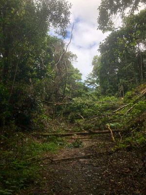 Mt Lewis Road - First Landslide iPhone_X_AS_240726_2106.jpg