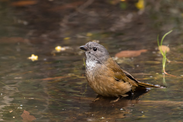 Olive Whistler 5DIV_AS_161223_6738.jpg