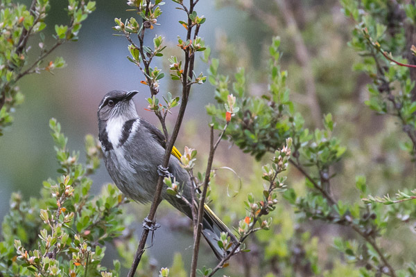 Crescent Honeyeater 5DIV_AS_161223_6790.jpg