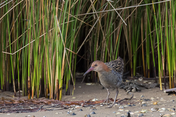 Lewin's Rail 5DIV_AS_161223_6835-Bearbeitet.jpg