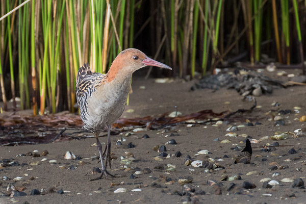 Lewin's Rail 5DIV_AS_161223_6841-Bearbeitet.jpg