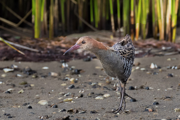 Lewin's Rail 5DIV_AS_161223_6851-Bearbeitet.jpg