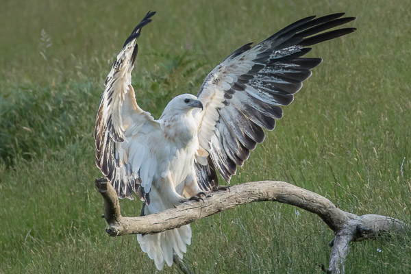 White-Bellied Seaeagle 5DIV_AS_161223_6898.jpg