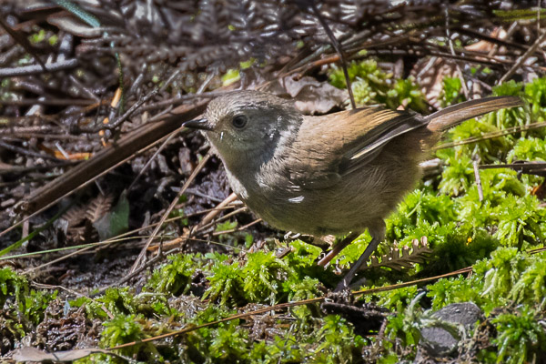 Juvenile Tasmanian Scrubwren 5DIV_AS_161225_7288.jpg