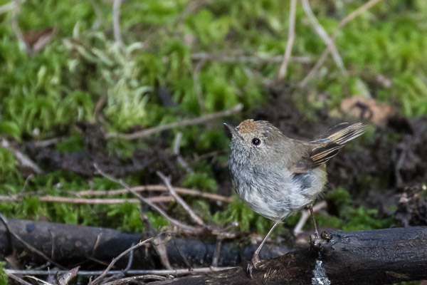 Tasmanian Thornbill 5DIV_AS_161225_7319.jpg