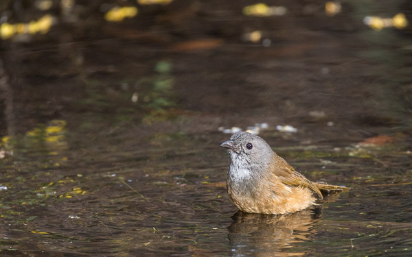 Olive Whistler 5DIV_AS_161225_7336.jpg