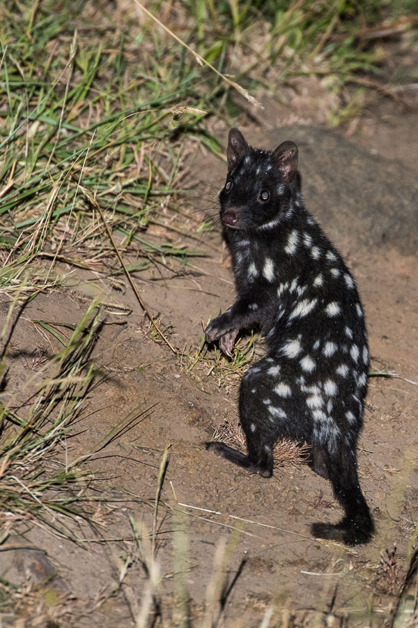 Eastern Quoll 5DIV_AS_161225_7353.jpg