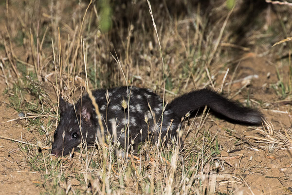 Eastern Quoll 5DIV_AS_161225_7354.jpg