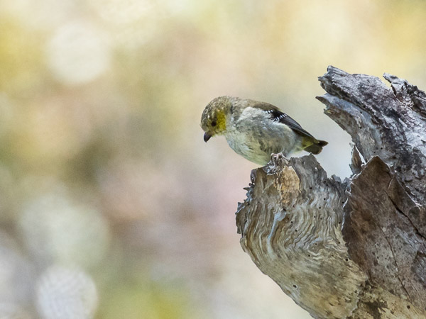 Forty Spotted Pardalote 5DIV_AS_161227_7429.jpg