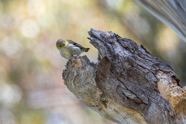 Forty Spotted Pardalote 5DIV_AS_161227_7444.jpg