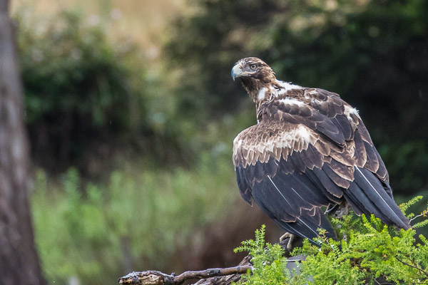 Wedgetailed Eagle 5DIV_AS_161228_7512-Bearbeitet.jpg