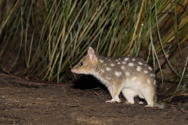 Eastern Quoll 5DIV_AS_161229_7628.jpg