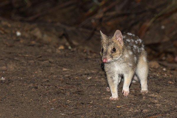Eastern Quoll 5DIV_AS_161229_7630.jpg